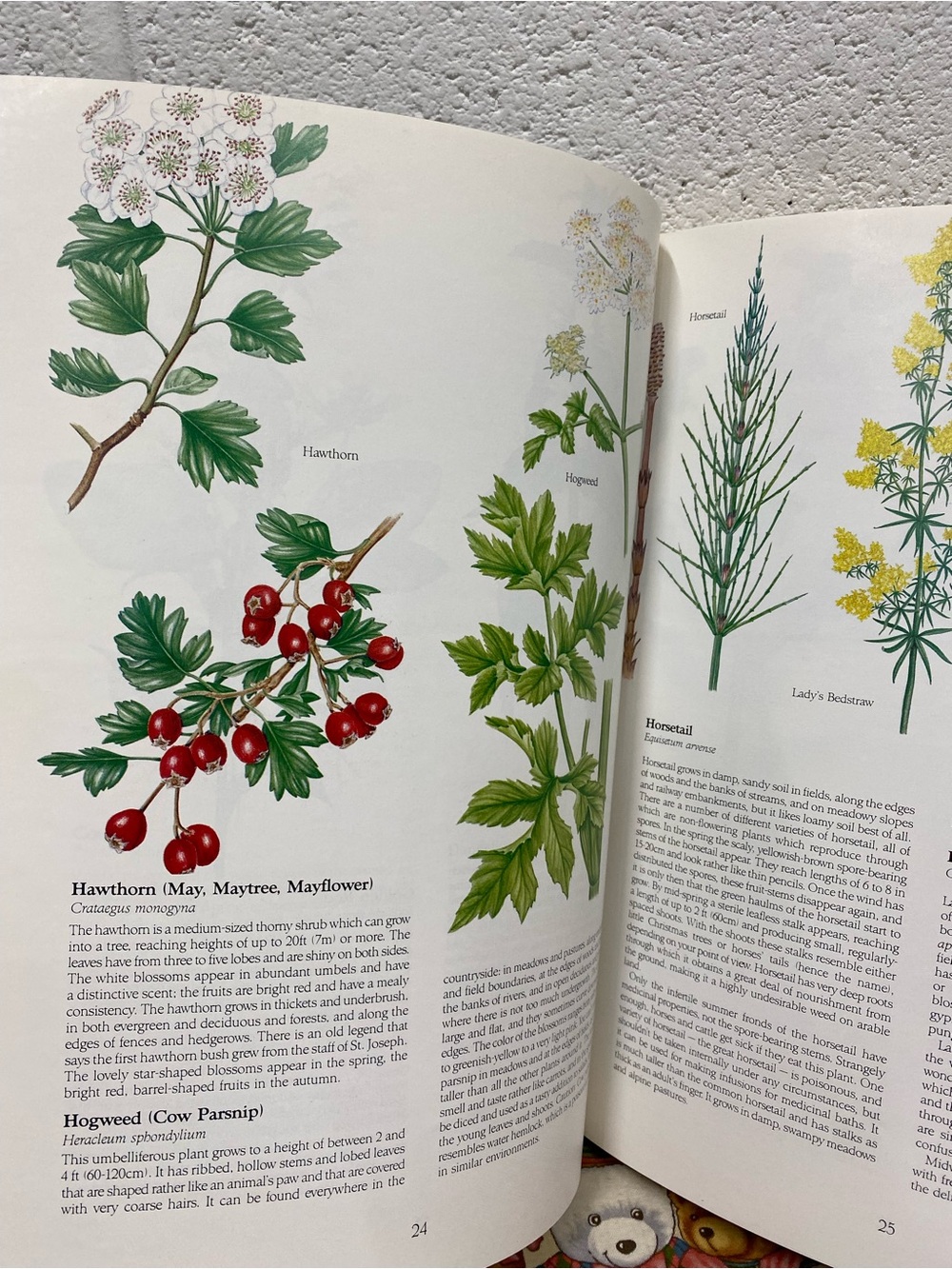 paperback copy of the book Health from God's Garden by Maria Treben - Picture 4 of 15